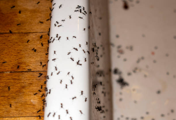 Best Best Pest Control Companies  in Moscow, ID