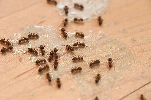 Best Flea Control Services  in Moscow, ID