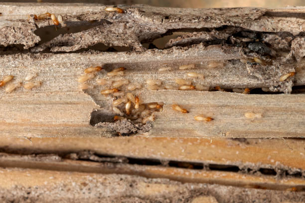 Best Affordable Pest Control Services  in Moscow, ID