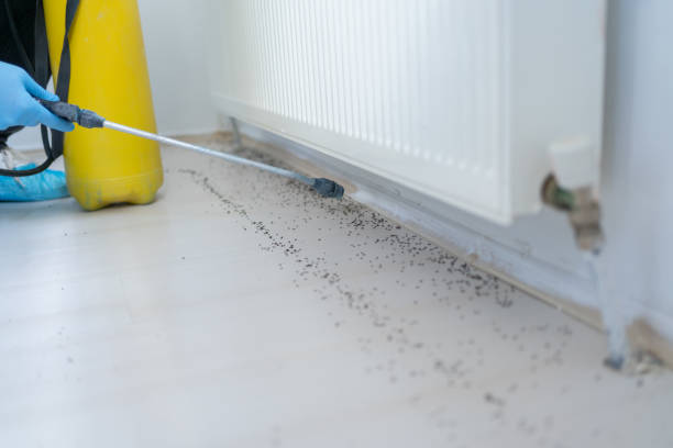 Best Termite Control Services  in Moscow, ID